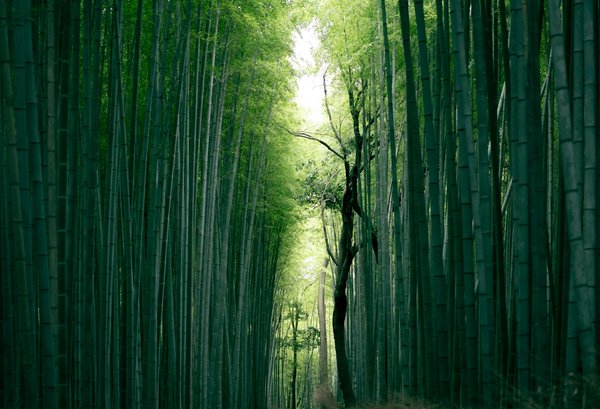 Quels sont les meilleurs itinéraires pour une randonnée à travers les forêts de bambous de Kyoto, Japon?